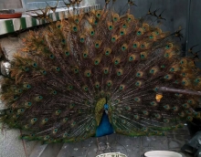 低碳環(huán)保友情漆 孔雀開(kāi)屏來(lái)點(diǎn)贊